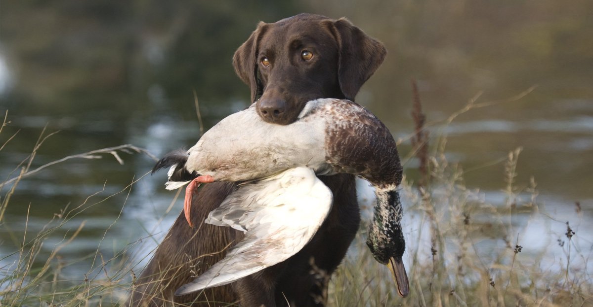 Охотничья собака с добычей