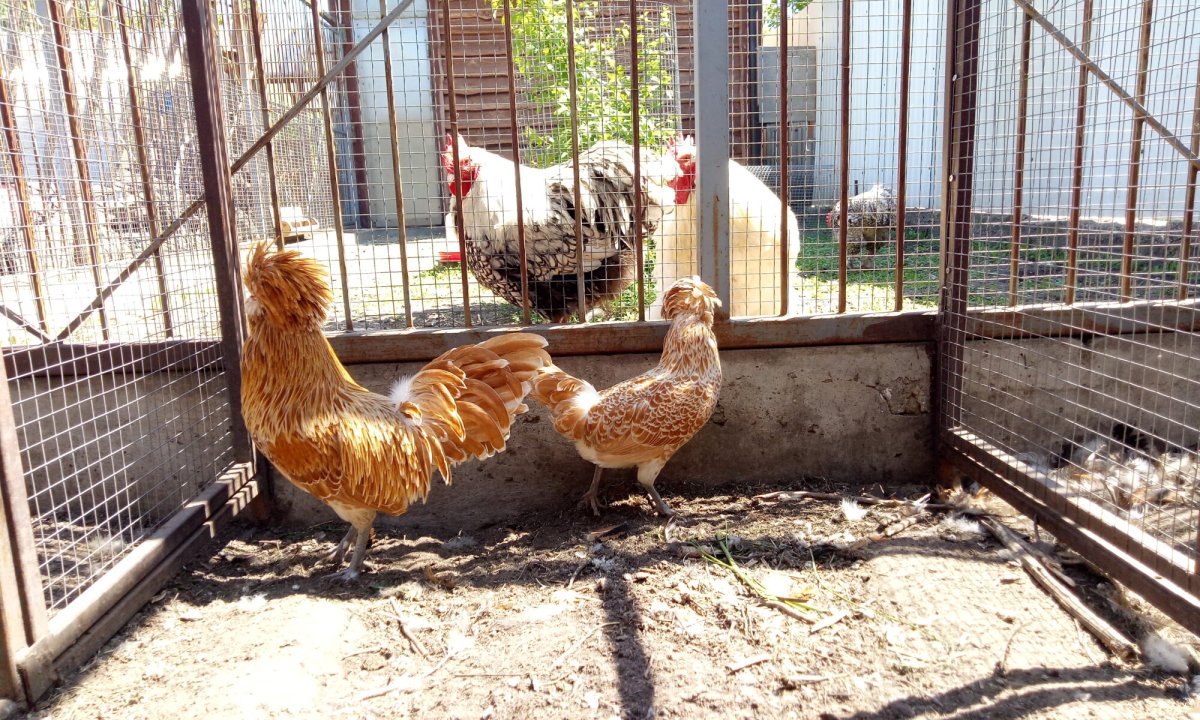 Падуан Шамоа порода