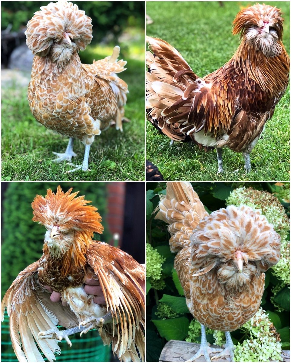 Хохлатая Курочка падуан