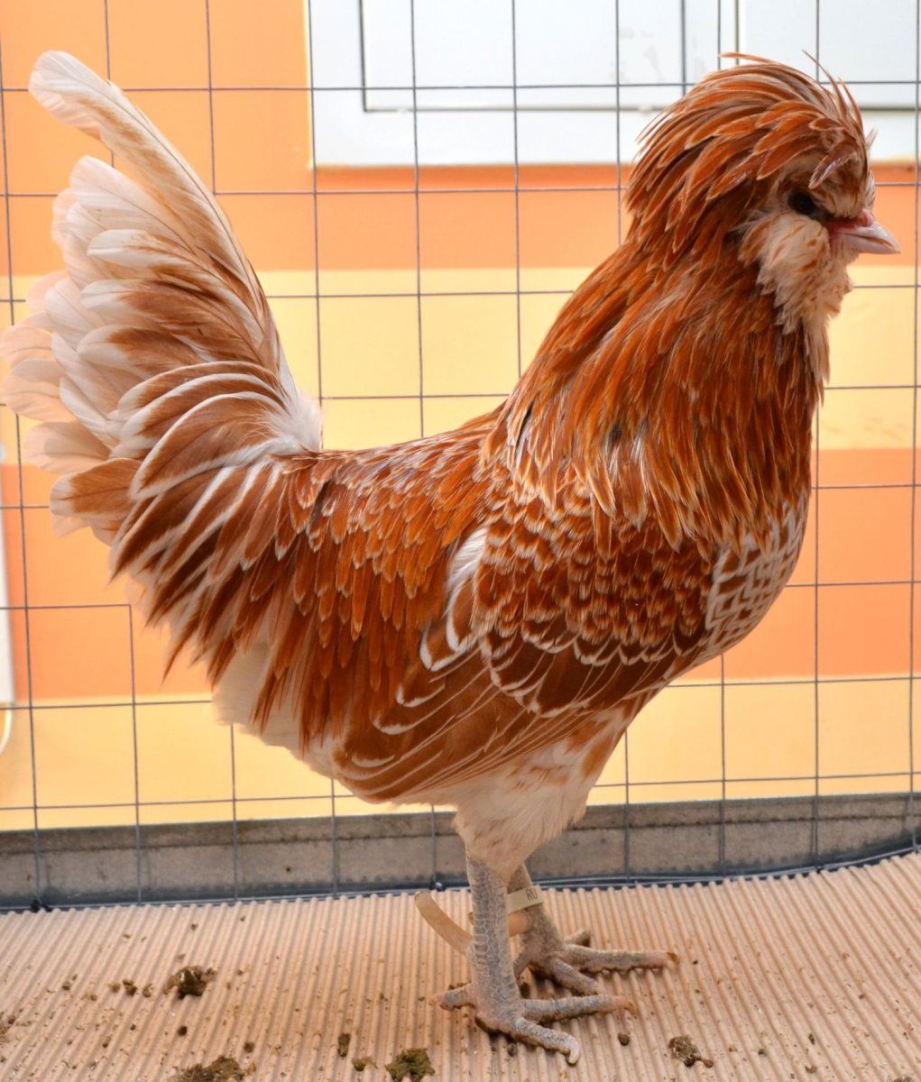 Куры падуан золотой