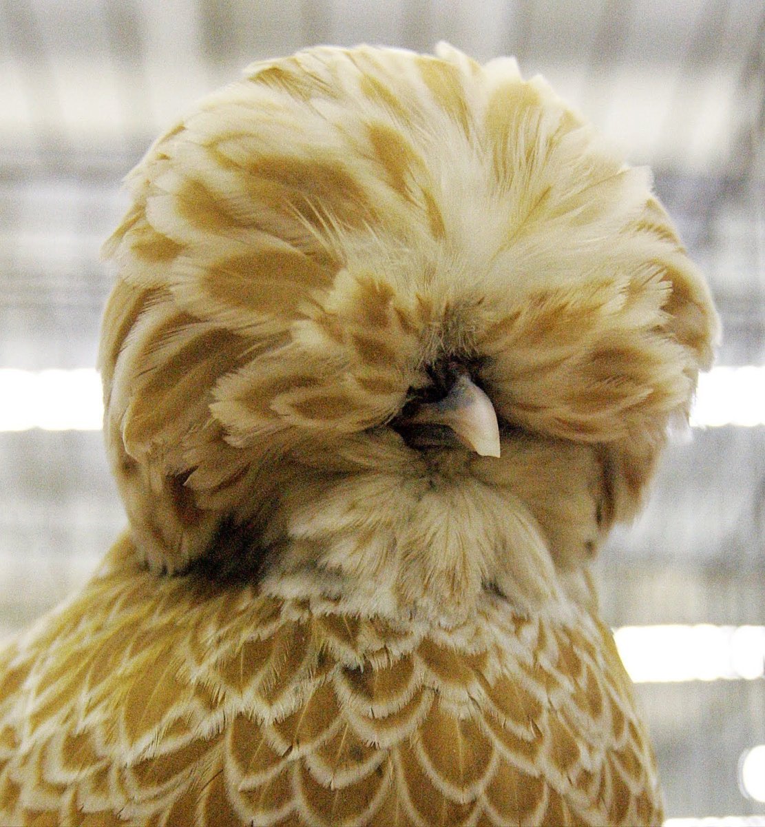 Канарейка падуан