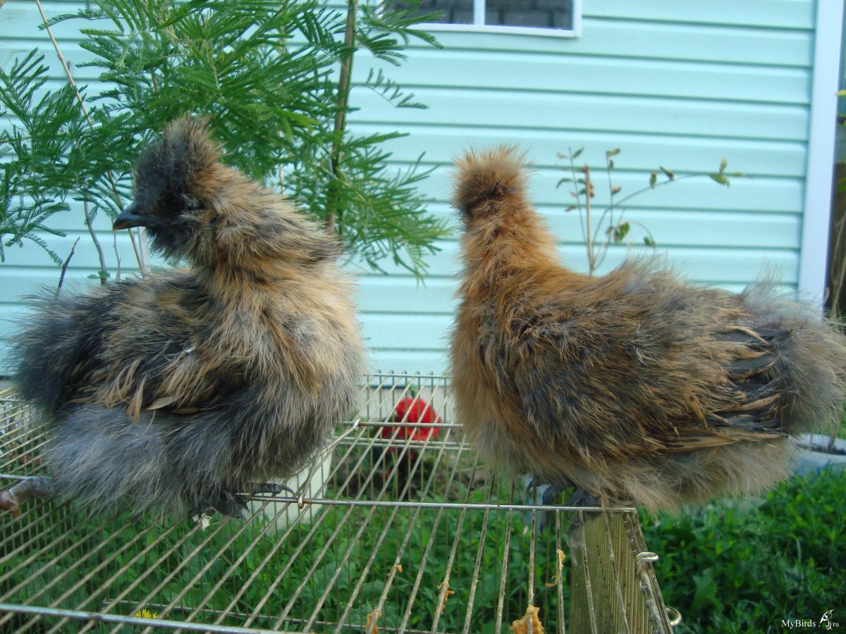 Куры падуан Карликовые