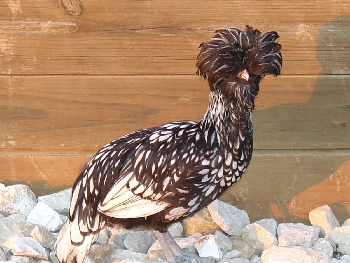 Падуан курчавый