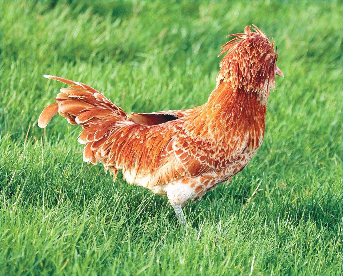 Падуан Шамоа порода