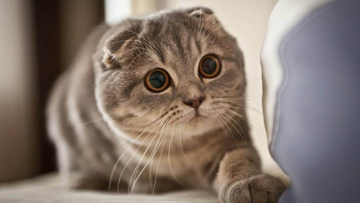 Шотландский вислоухий кот скоттиш фолд
