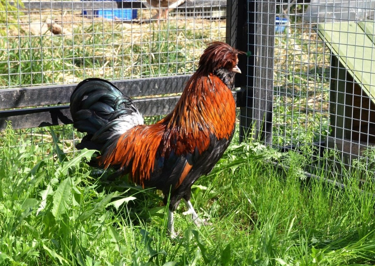 Падуан Шамоа порода кур