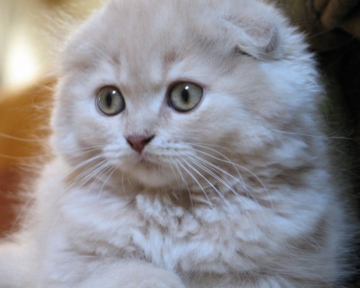 Сибирская вислоухая кошка