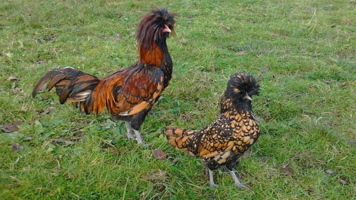 Куры падуан золотой