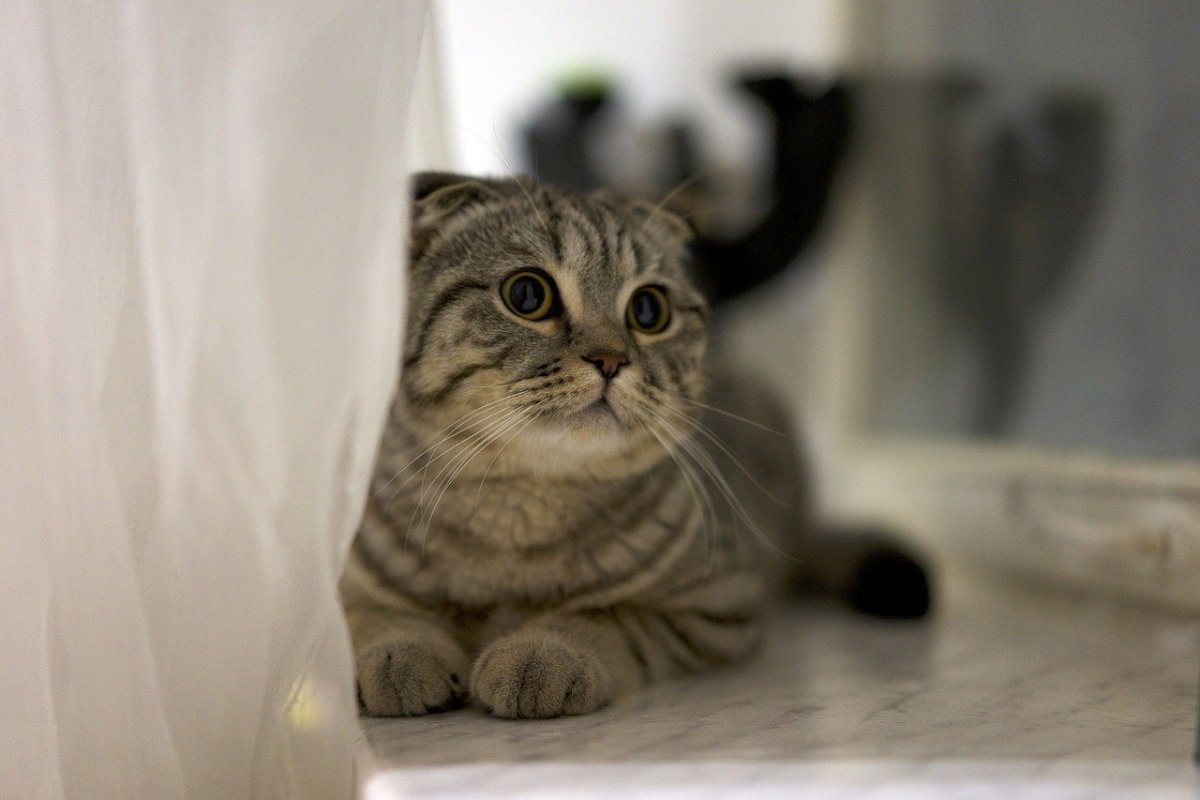 Кошки с маленькими ушами