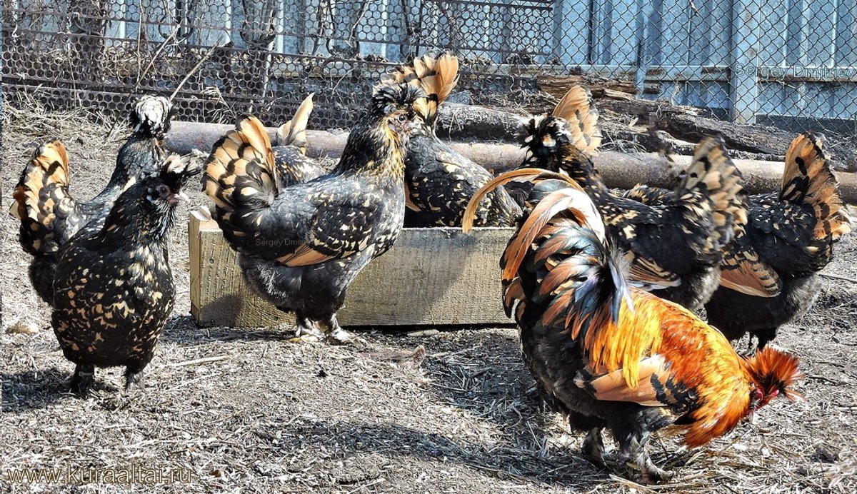 Бентамка хохлатая порода