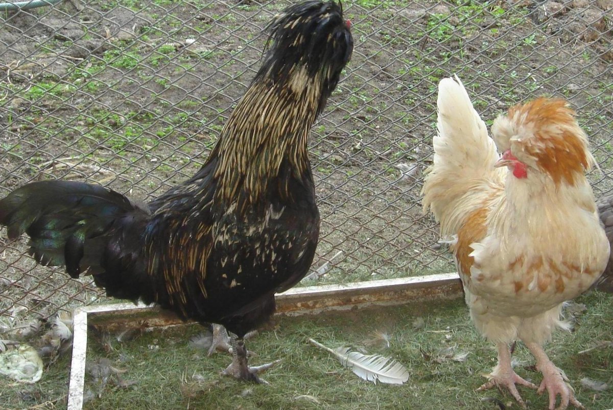 Серебряный падуан Курочка и петушок