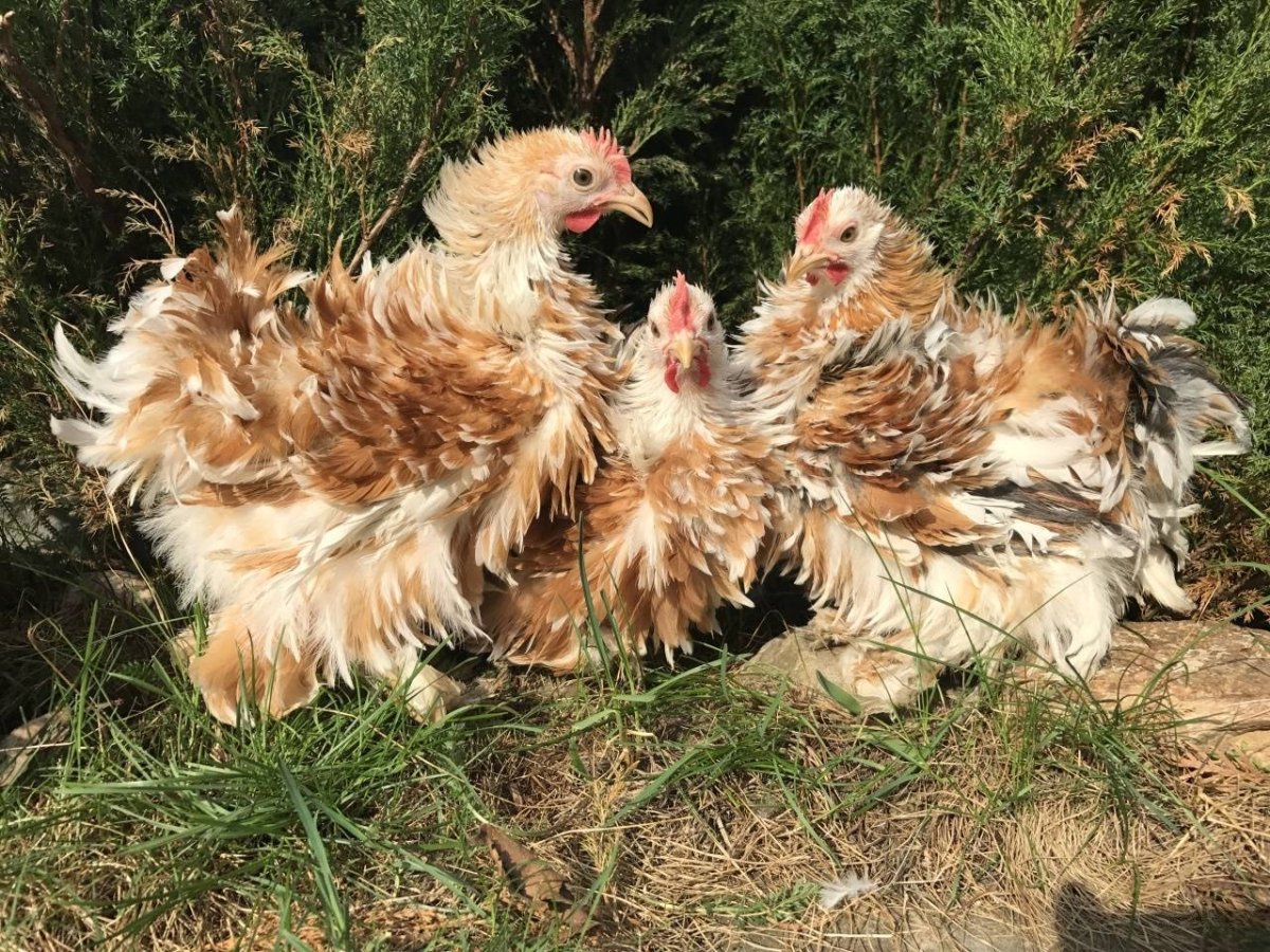 Бентамка курчавая