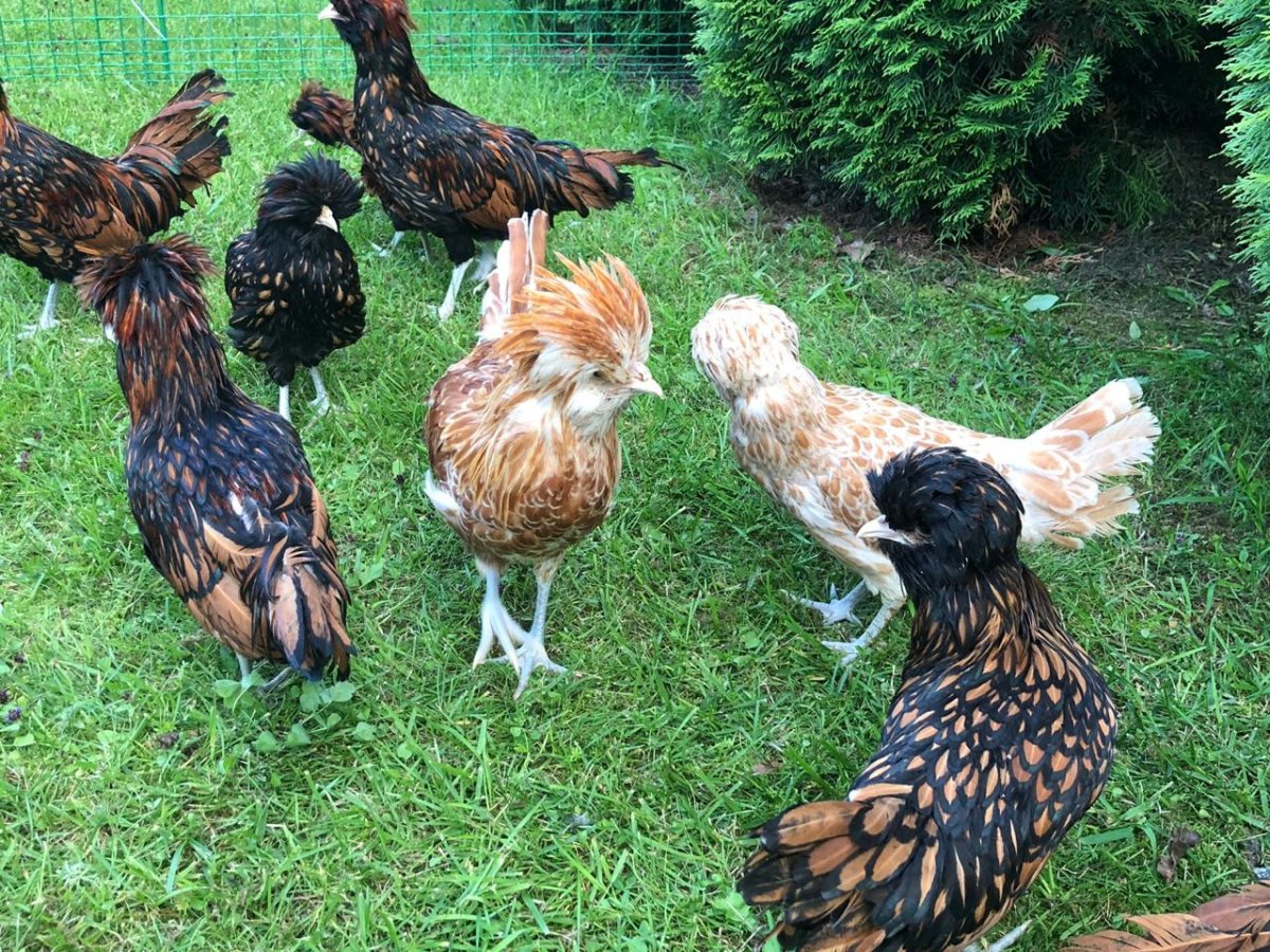 Куры падуан золотой