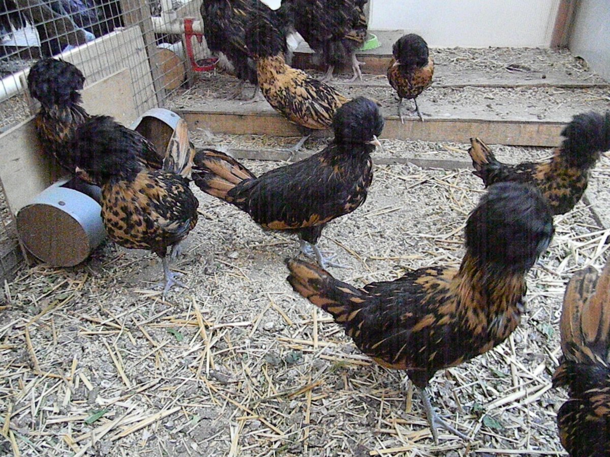 Куры породы падуан