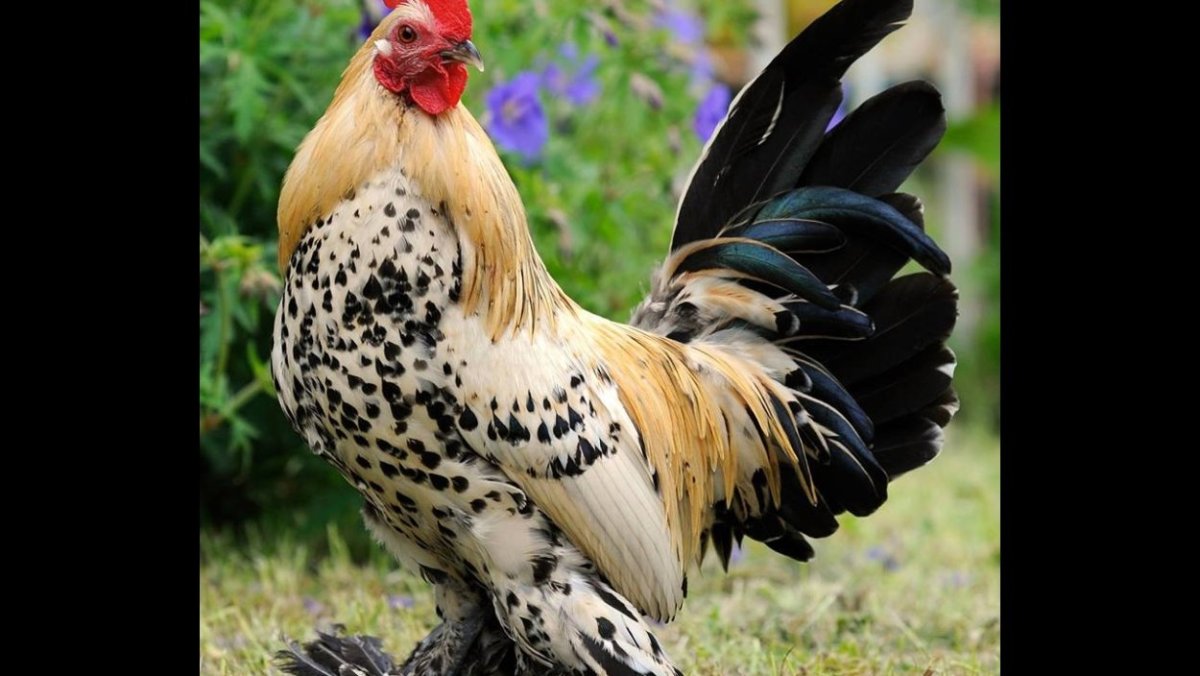 Бентамка хохлатая порода