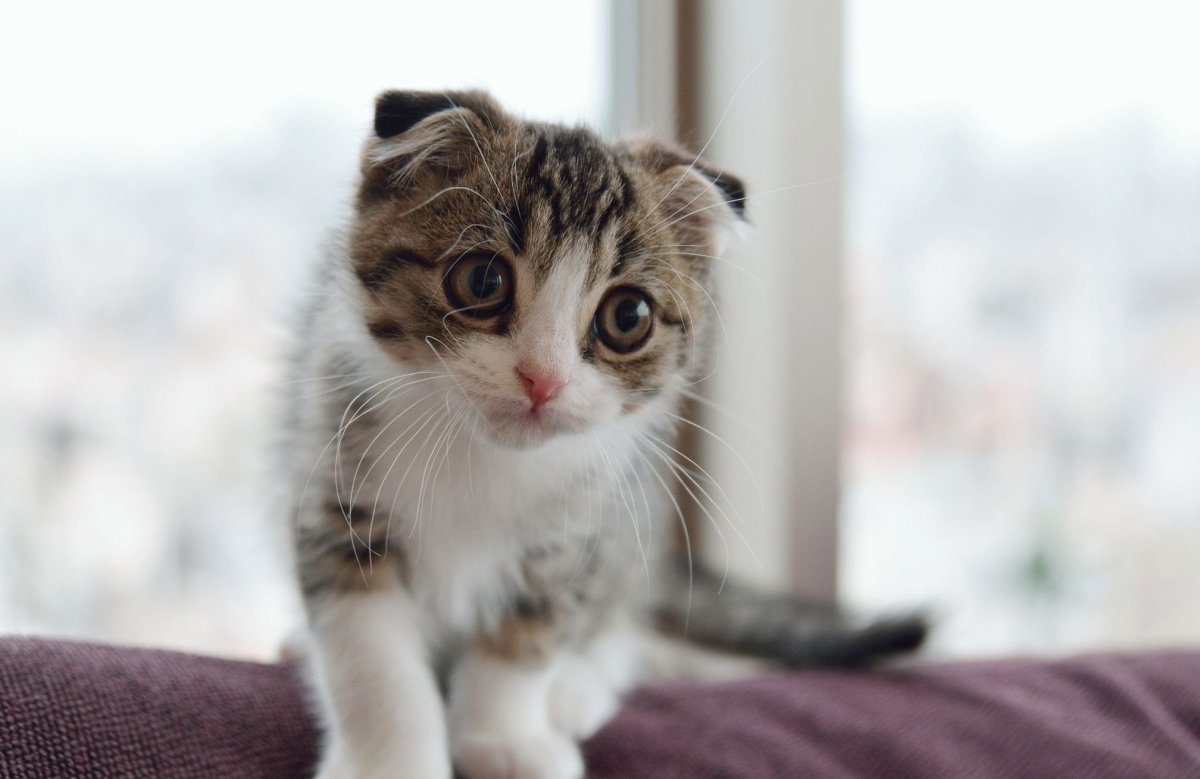 Кот с загнутыми ушами