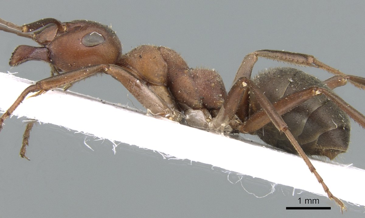 Муравейник мультяшный без фона