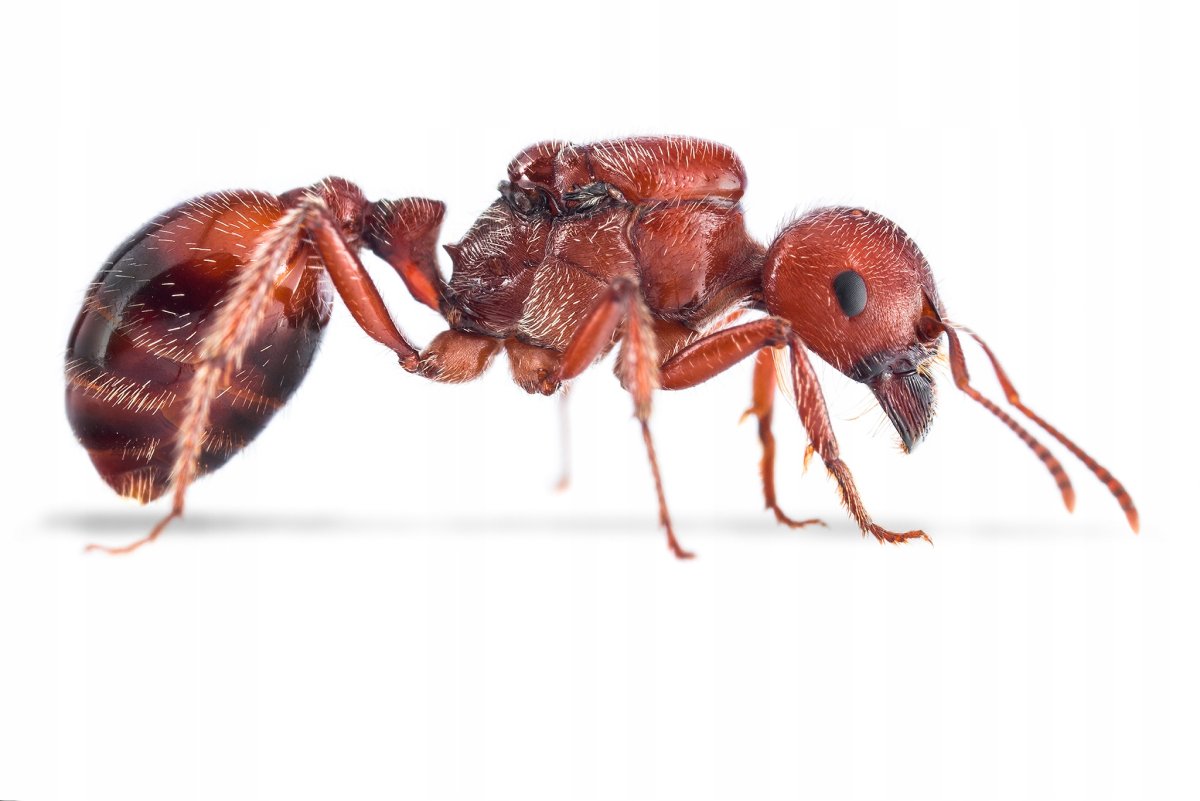 Pogonomyrmex barbatus