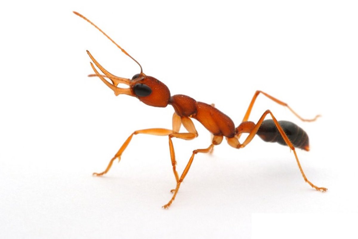 Муравьи камикадзе