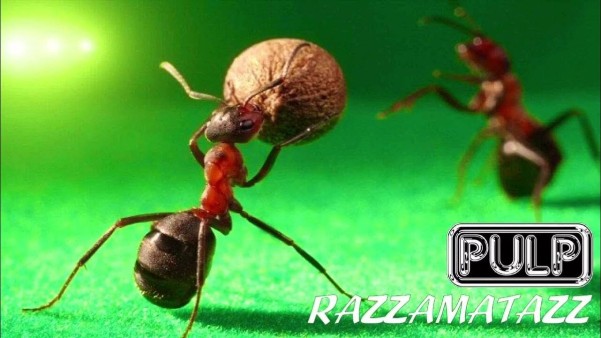 Муравей солдат