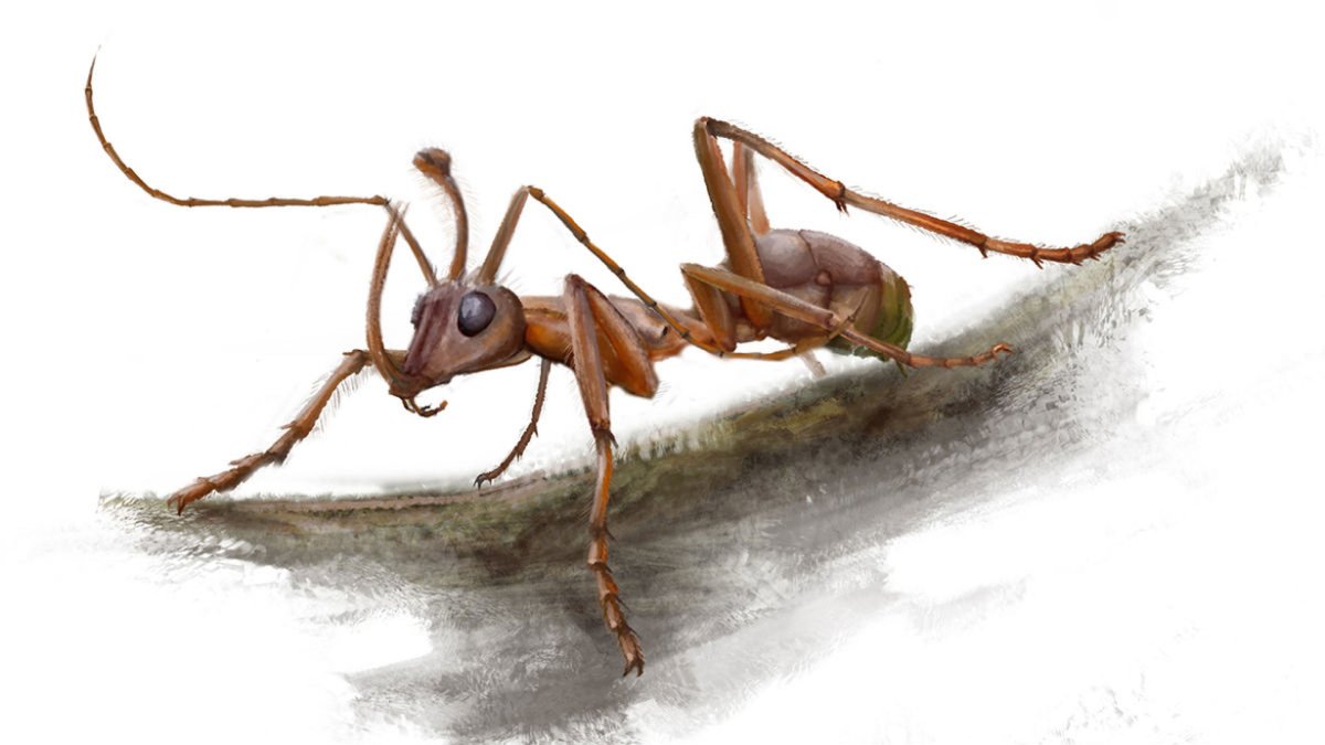 Аргентинский муравей