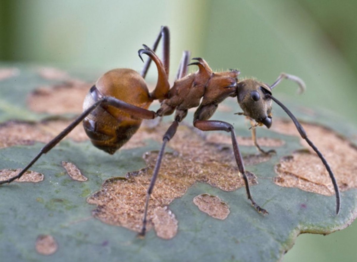 Polyrhachis bihamata