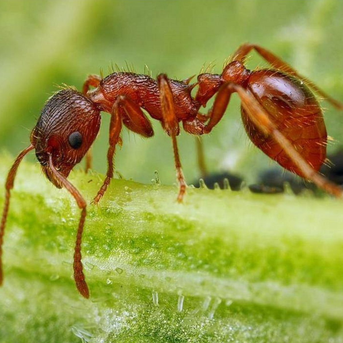Харпегнатос сальтатор