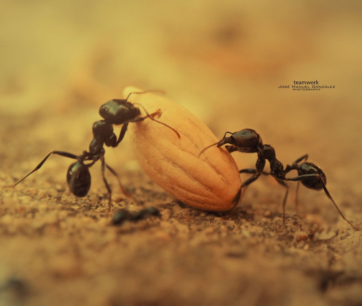 Титаномирма муравей