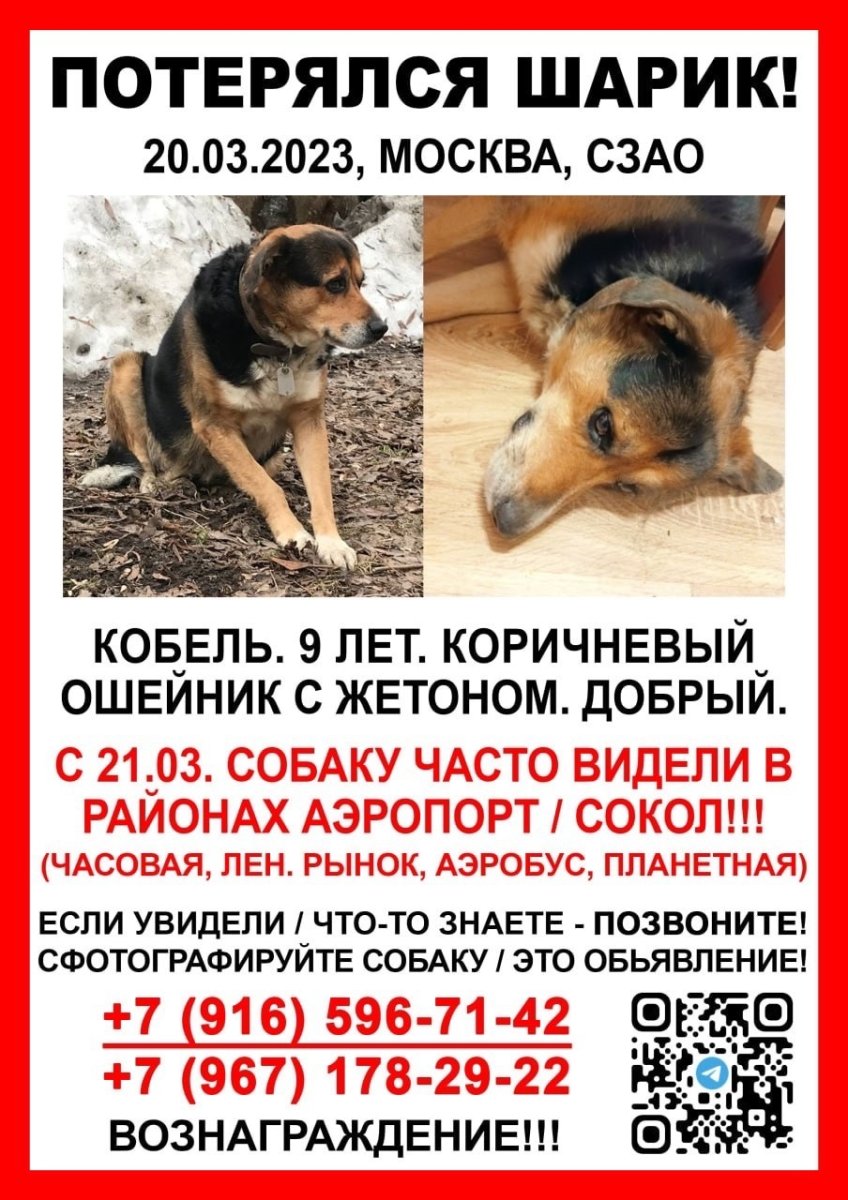 Крутые и милые собаки