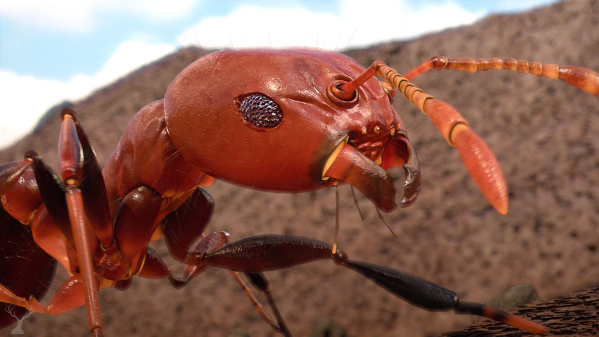 Pogonomyrmex rugosus