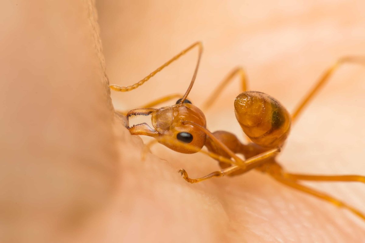 Муравьи Myrmecia pyriformis