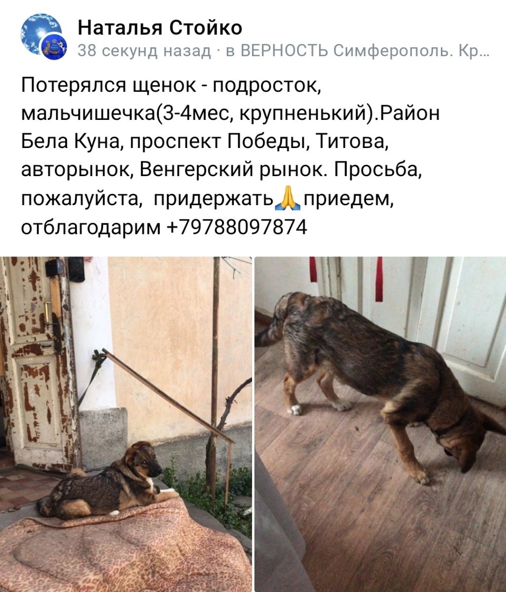 Доберман в страшном наморднике