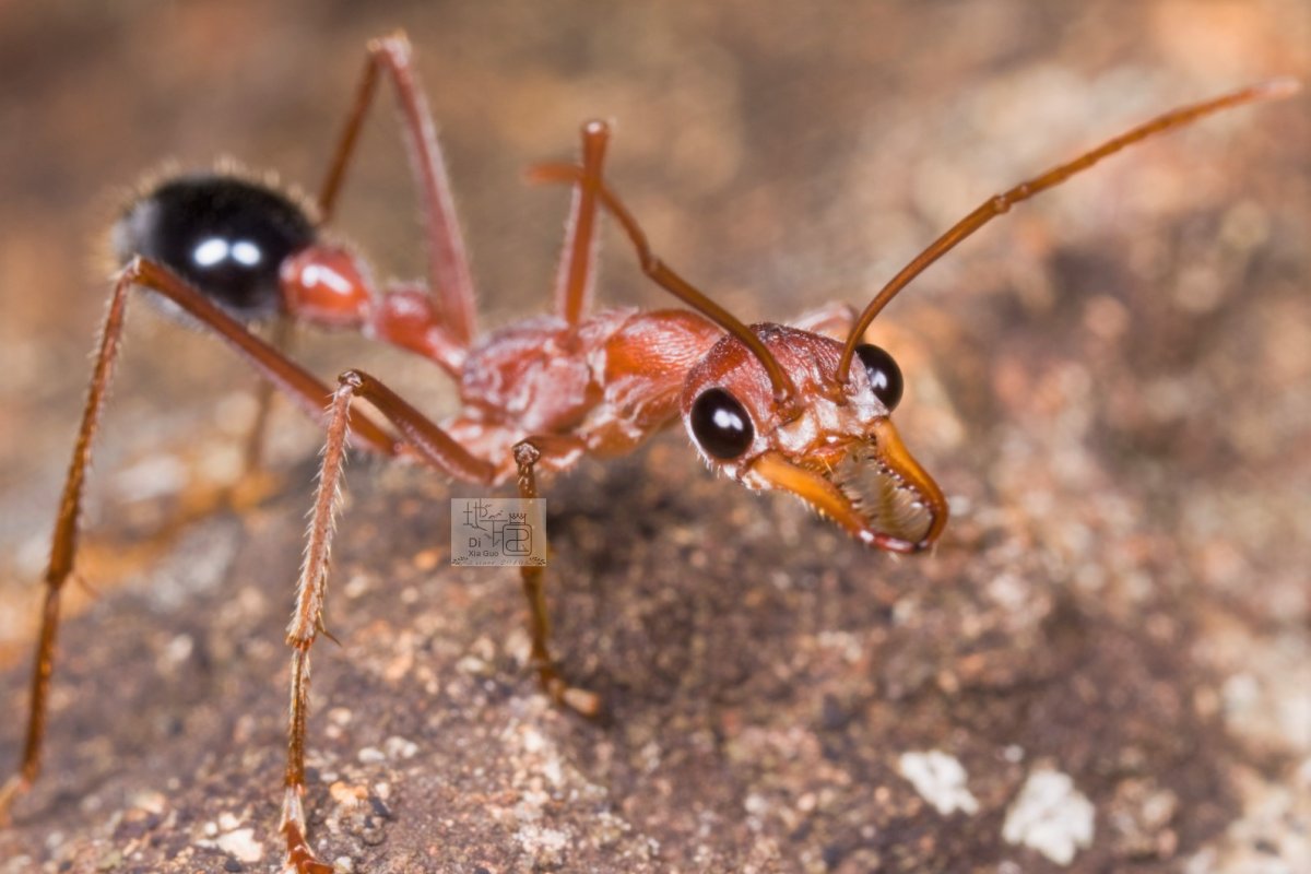 Маленькие желтые муравьи