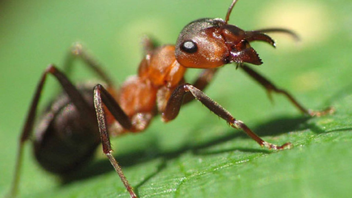 Myrmica rubra (рыжая мирмика).