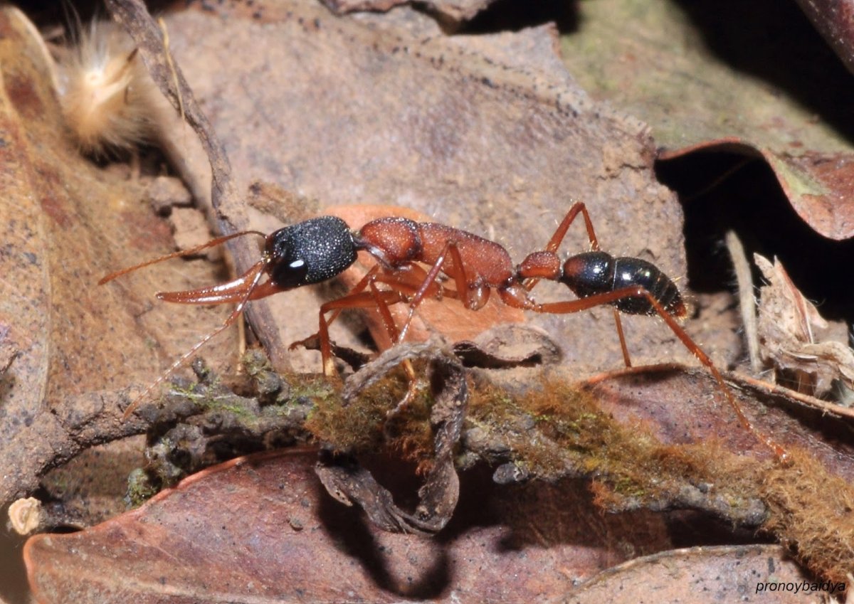 Харпегнатос сальтатор