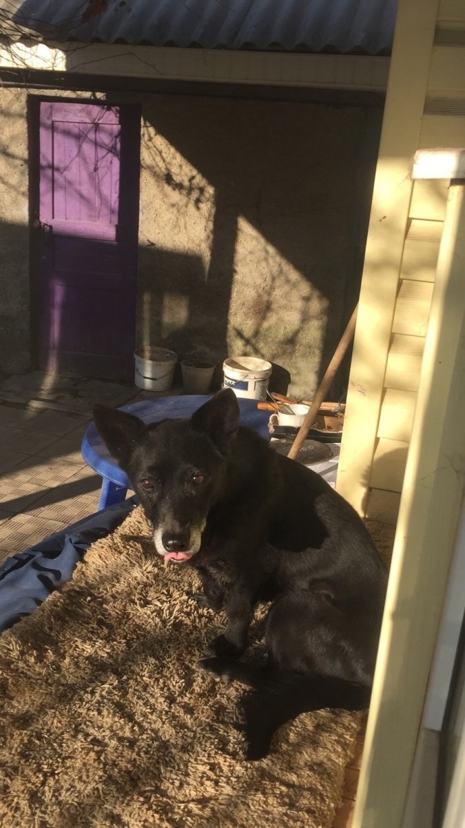 Собаки сохраненки