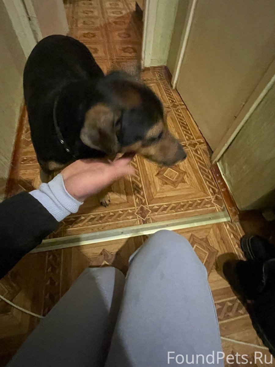 Крутые собаки хаски