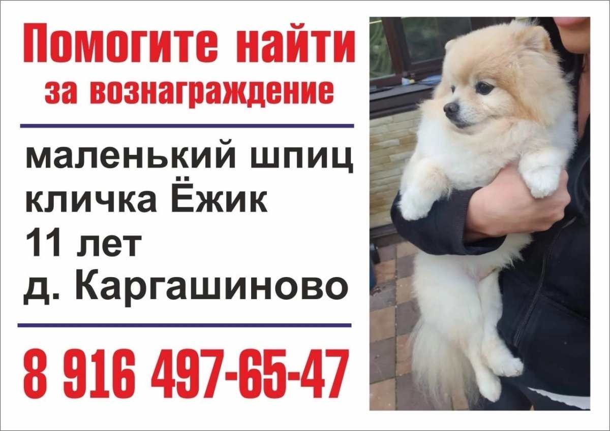 Далматинец щенок