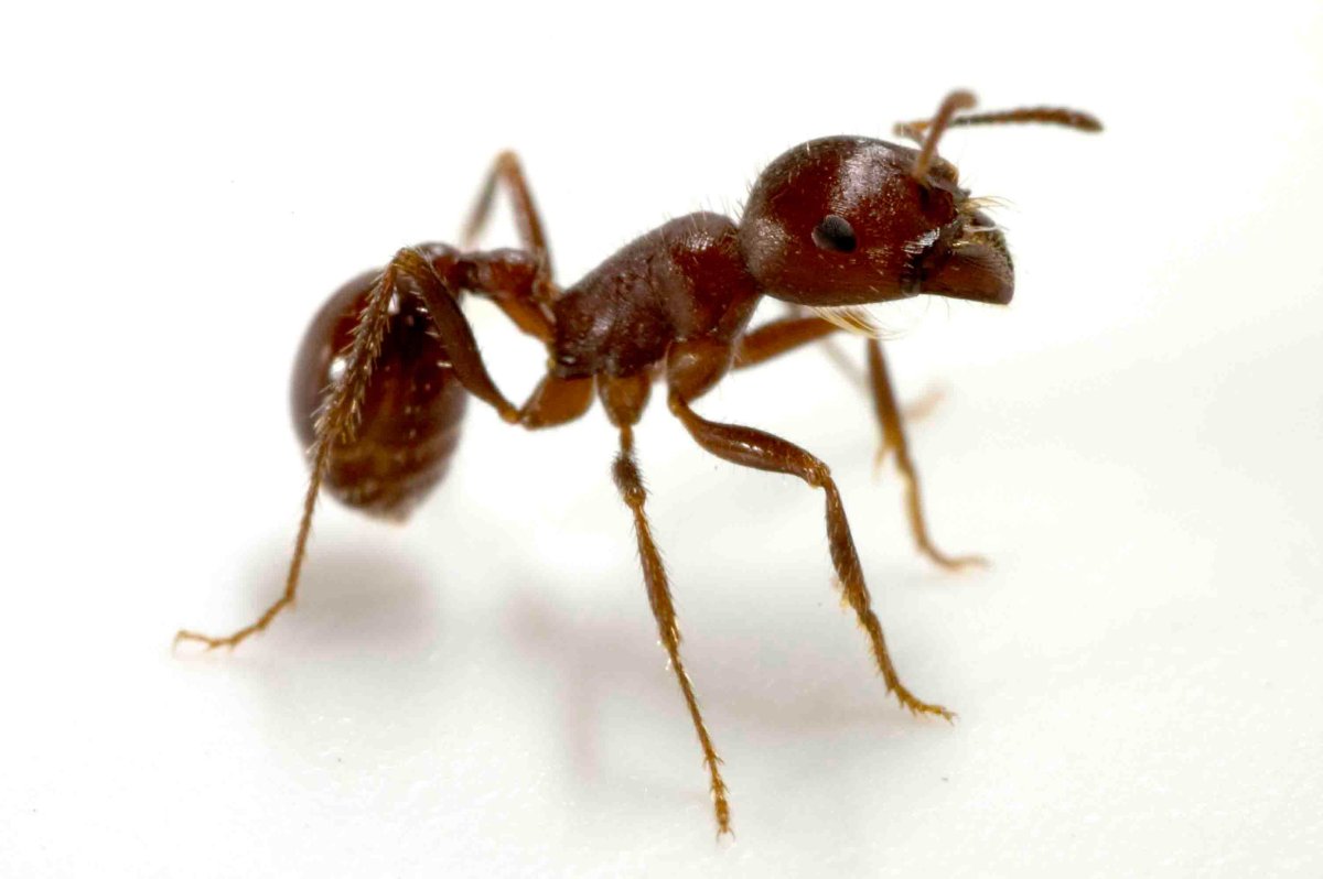 Муравей медовая бочка