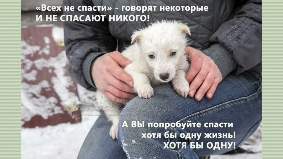 Испуганная собака