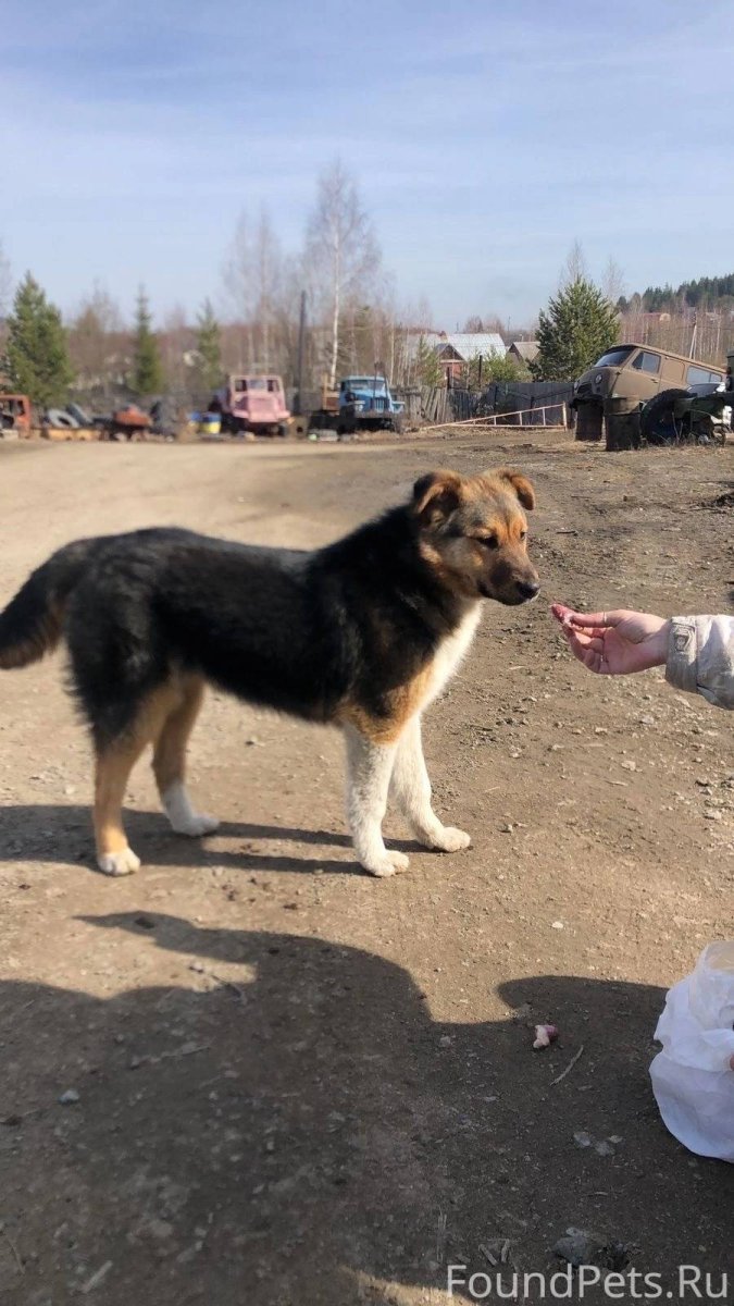 Собака-улыбака демотиватор
