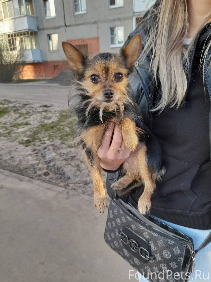 Аргентинский дог оскал