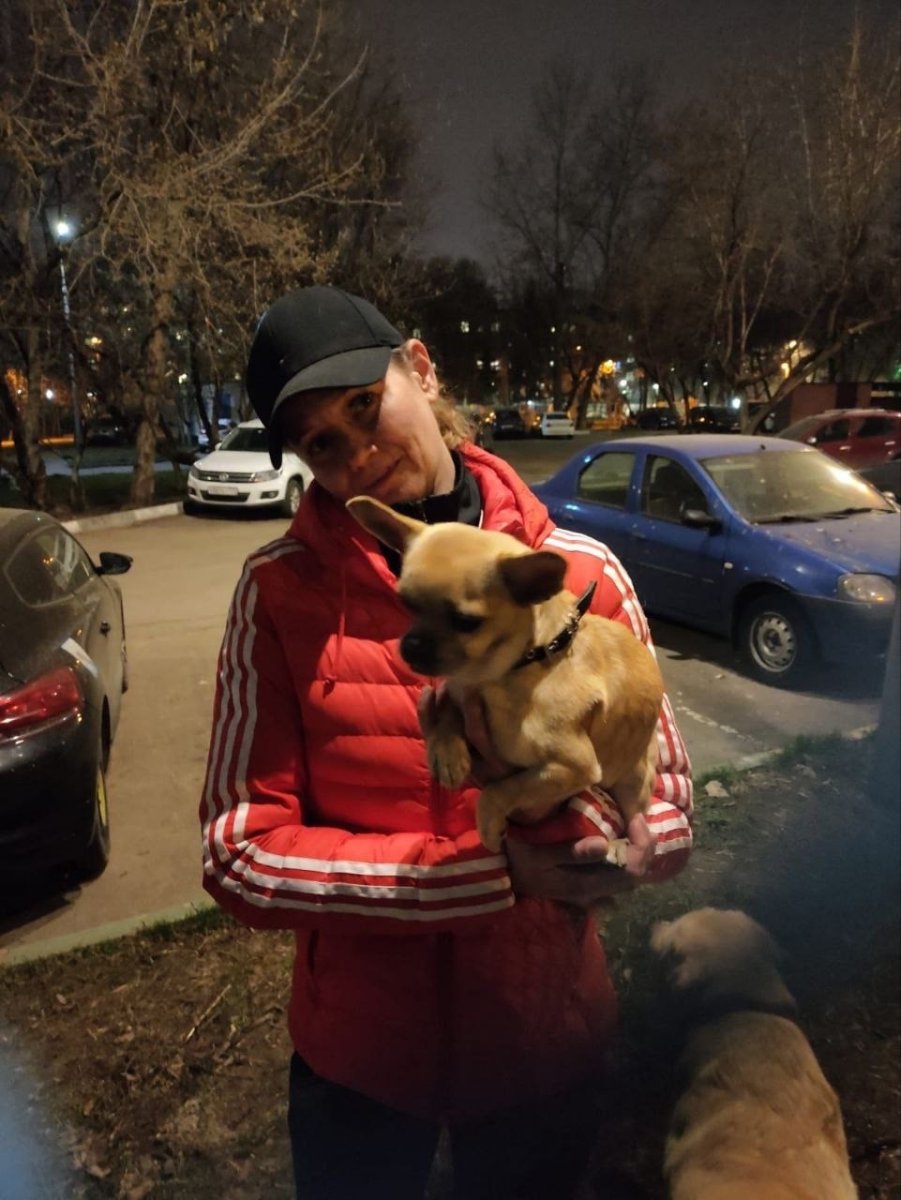 Собака на аву