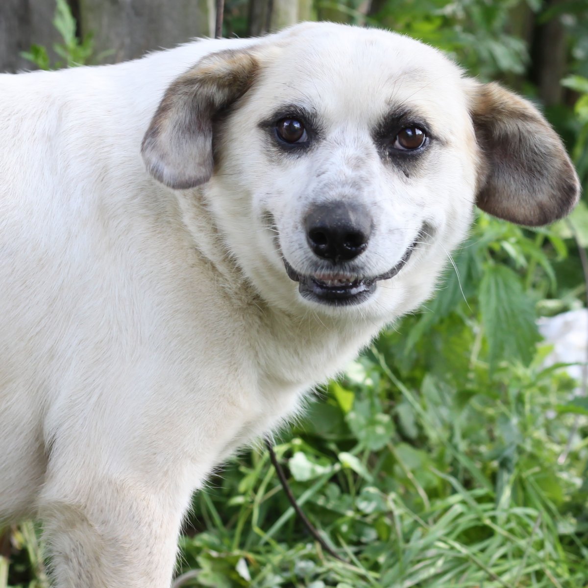 Аватарки для ватсапа машины