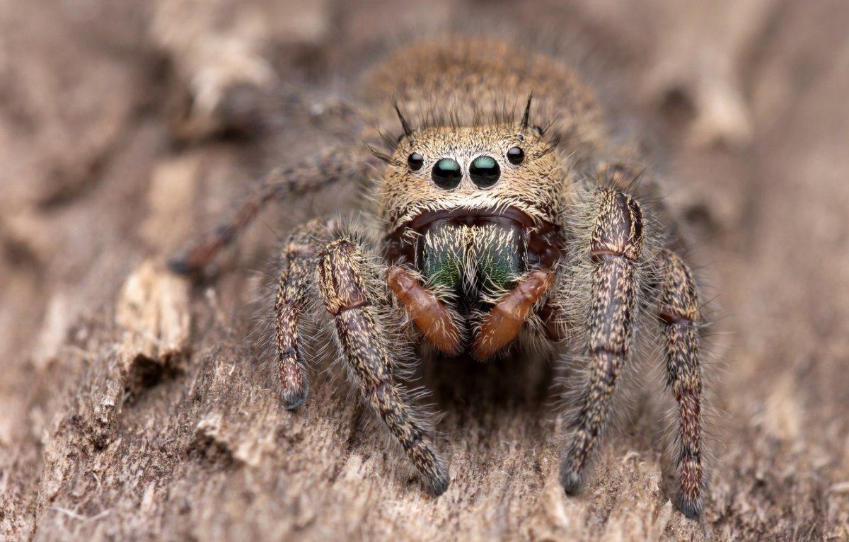 Гималайский паук прыгун