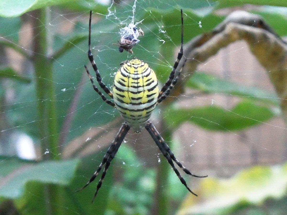 Пауки Камчатки