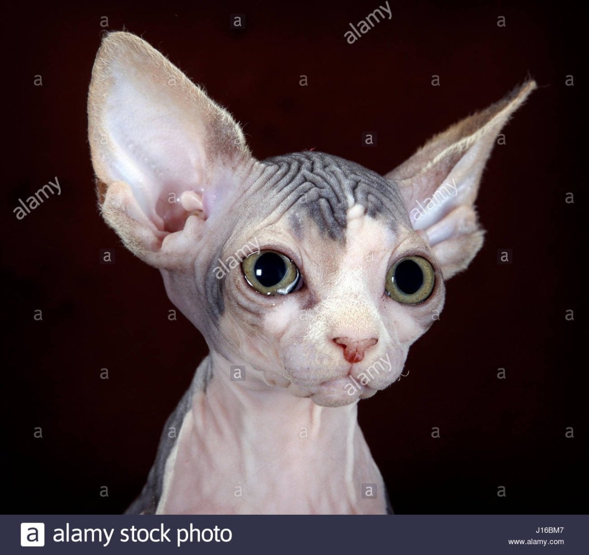 Сфинкс грузин кот сфинкс