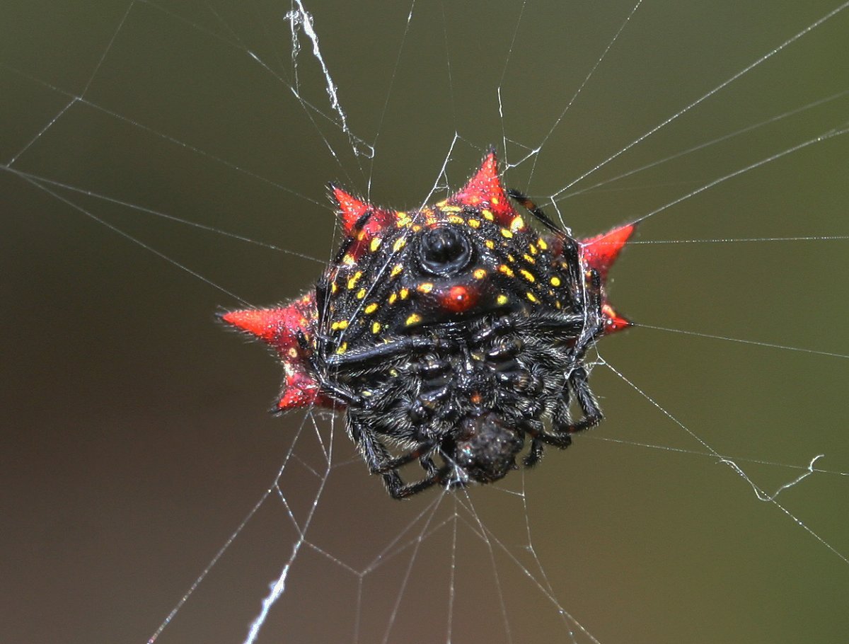 Осиновый паук