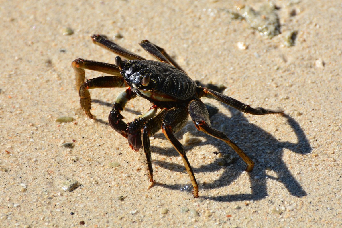 Ракообразные насекомые