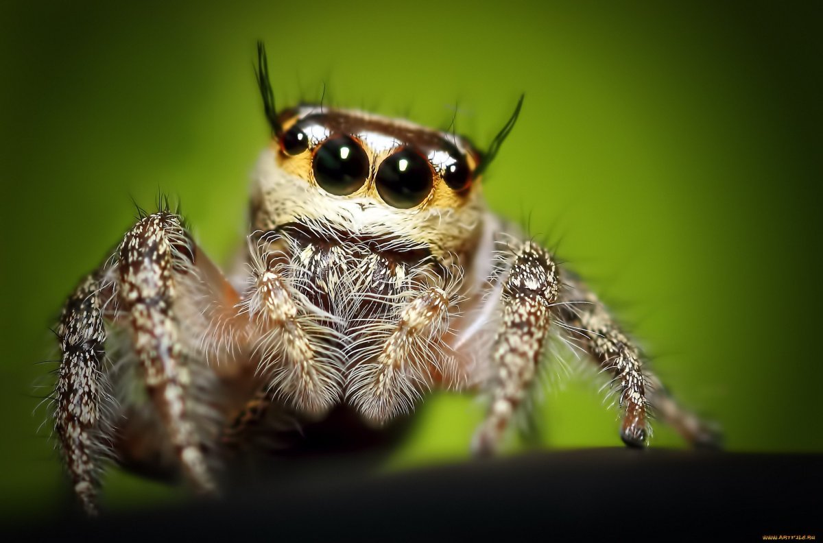 Паук скакун милые глазки